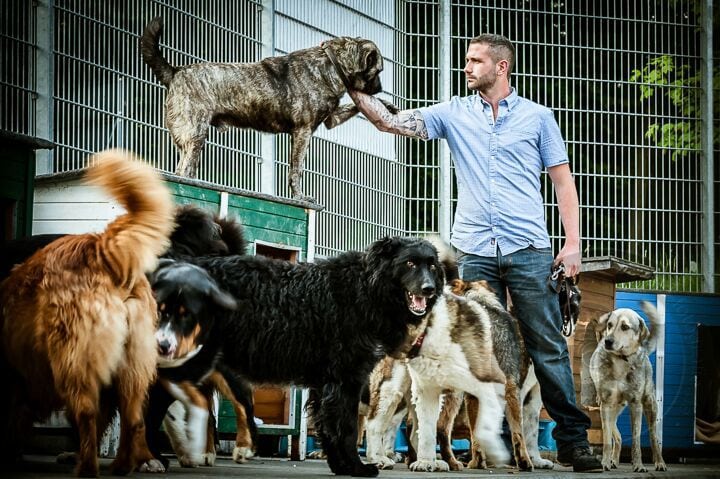 Selbstbeherrschung beim Hund