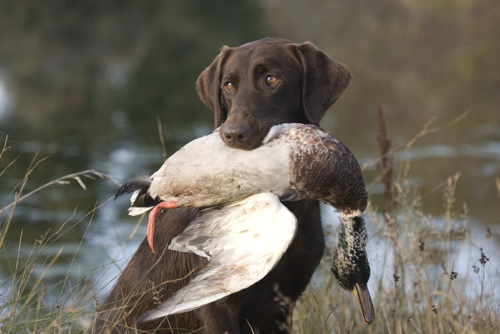 Jagdverhalten des Hundes